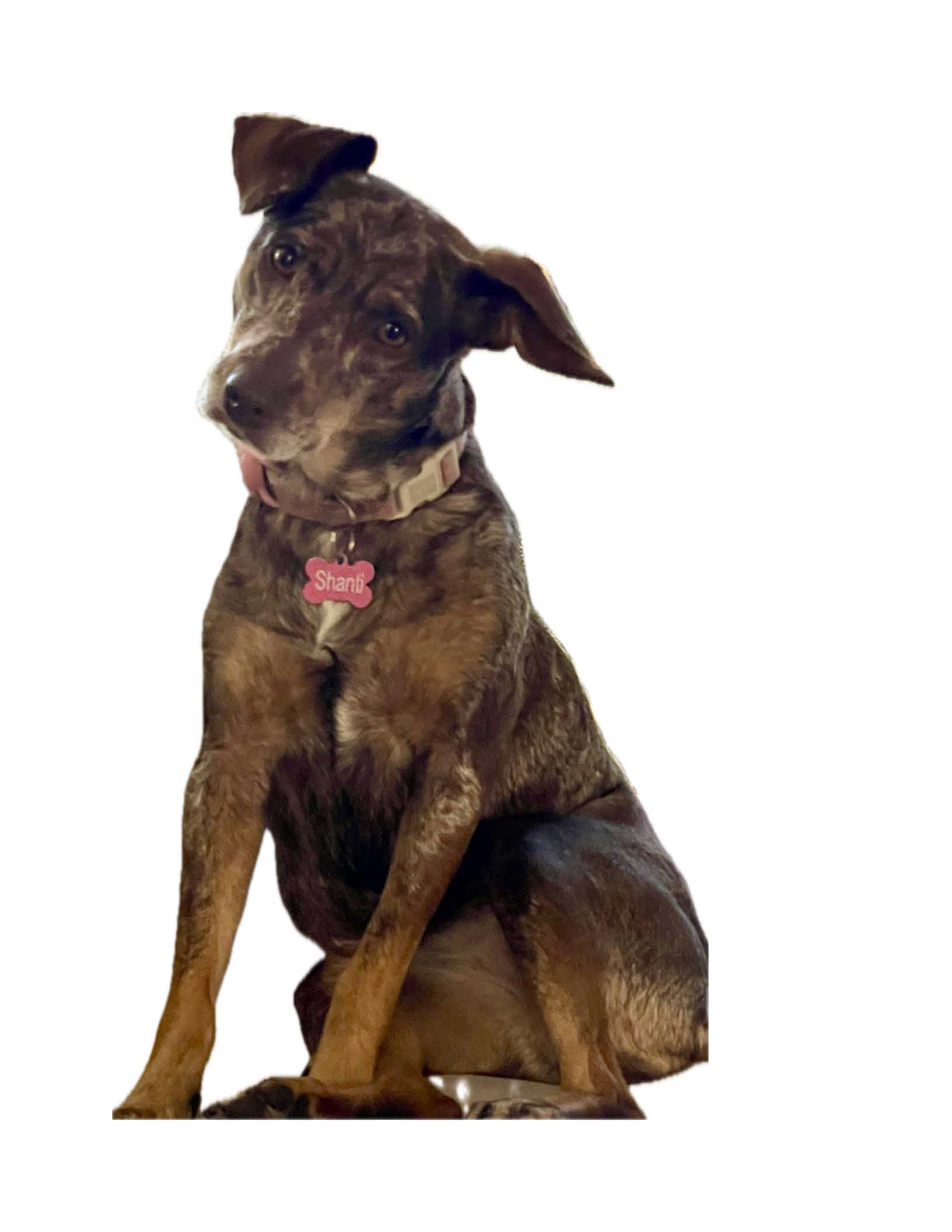Shanti - Co-Chief Comfort Officer
