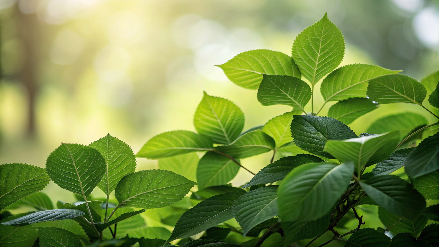 Lush green forest canopy with gentle sunlight